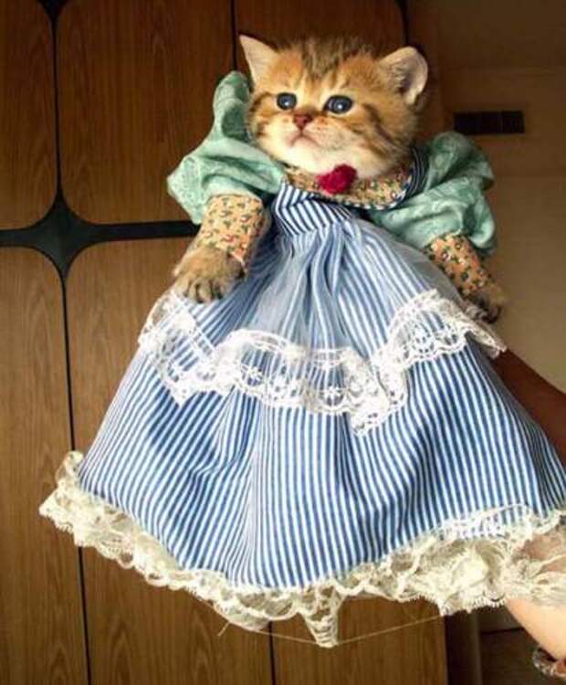 Кошечка в платье. Кошка в платье. Кошечка в платьице. Котейка в платье. Нарядная кошка.
