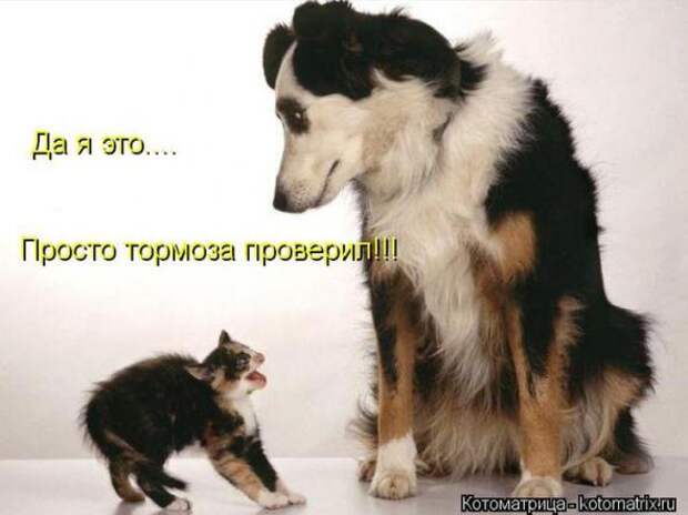 Котоматрицы(картинки с надписями)