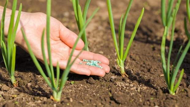 Чем подкормить лук в июне, чтобы не было стрелкования: необходимые удобрения для большого урожая