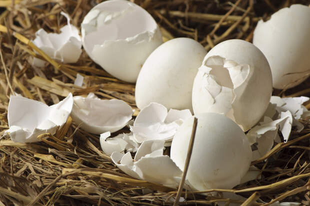 Десять причин  не выбрасывать яичную скорлупу