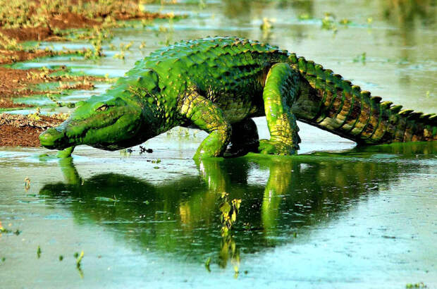 Зеленый динозавр. Крокодил, покрытый водорослями, в Национальном парке Крюгера, Южная Африка. животные, жизнь, фото