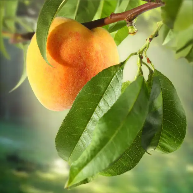 Сорта невымерзающих персиков