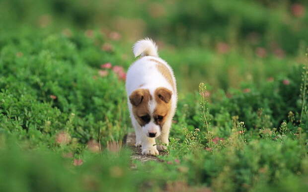 25 мимимишных щеночков