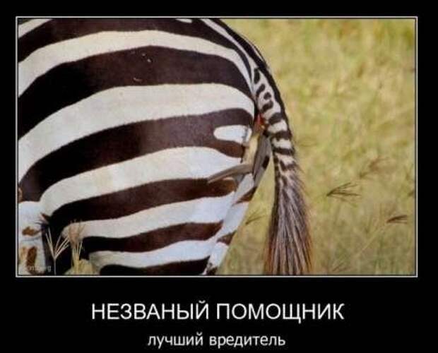 Демотиваторы приколы к выходным.