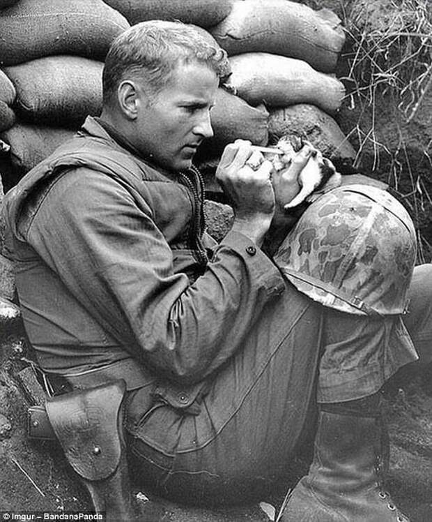 Корейская война. Сержант Фрэнк Прейтор кормит маленького котенка молоком из пипетки герои, животные, несчастный случай, опасность, спасатели, спасение, уважение, фото