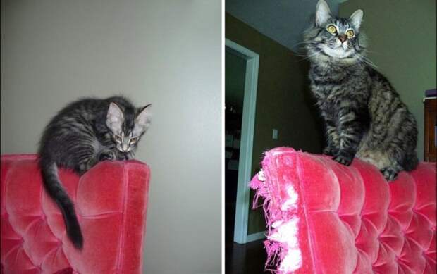 кот испортил диван