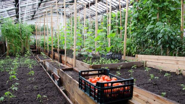 Агроном Воробьёв дал советы, как защитить растения от заморозков весной