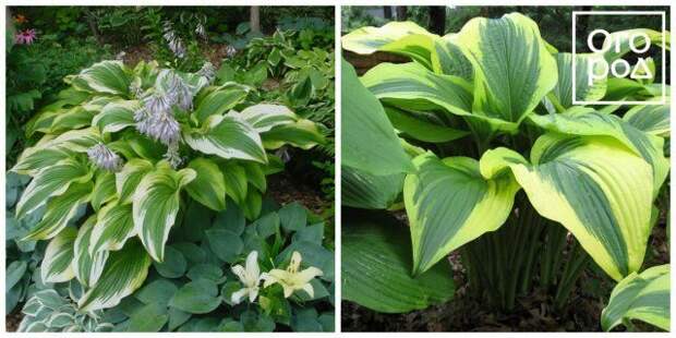 Хоста горная hosta montana