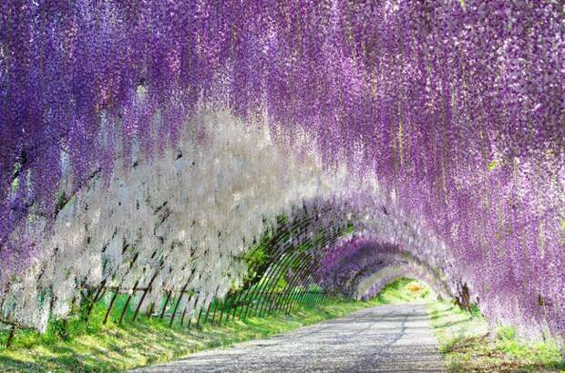 12. Парк цветов Асикага, Япония весна, красота, планета, природа
