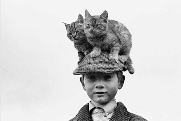 старинные открытки с котами 