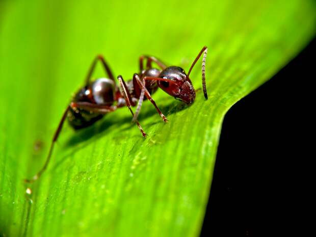Ant_on_leaf.jpg