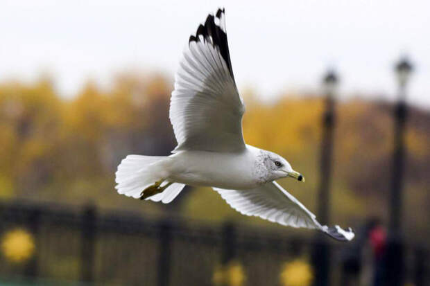 Daily Star: американец оторвал голову чайке на глазах у детей и попал в тюрьму