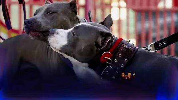 На любителей выгуливать потенциально опасных крупных собак без поводков и намордников найдётся управа