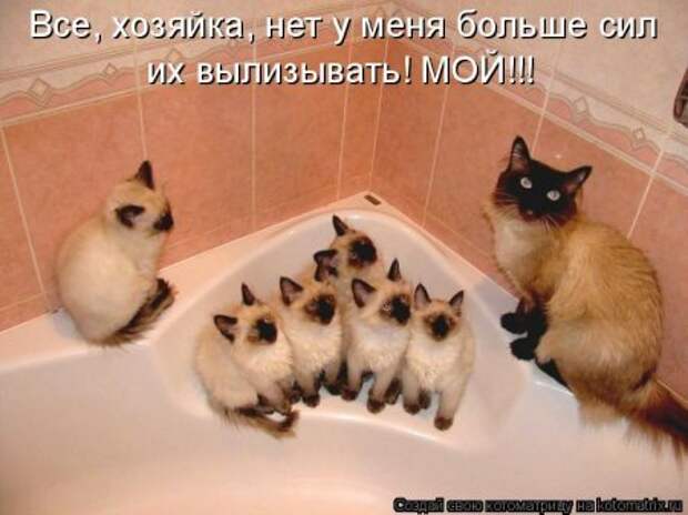 Смешная котоматрица