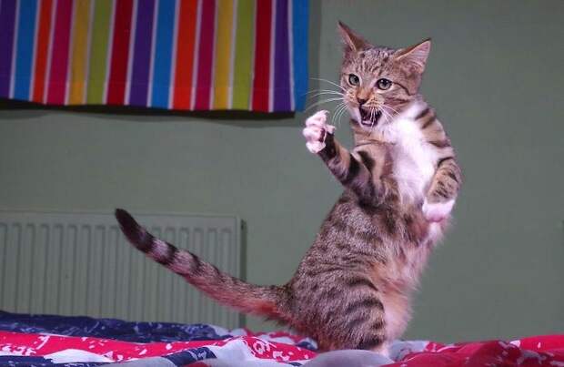 танцующие коты, кошки умеют танцевать