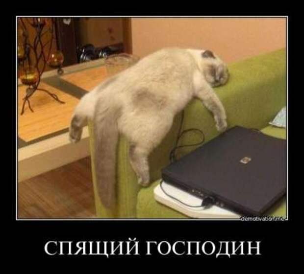 Фотографии с прикольными подписями, новые демотиваторы.