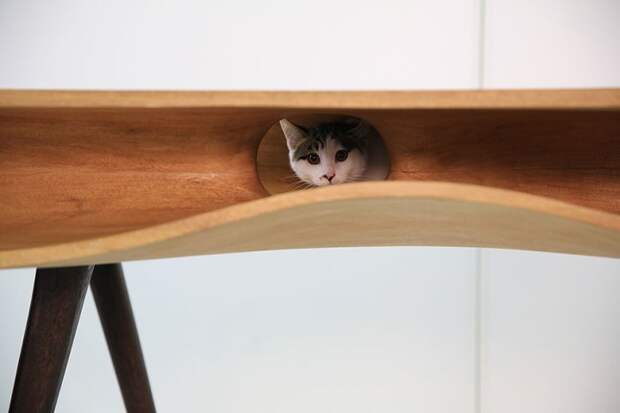 котостол кот играет, пока вы работаете, а главное никто никому не мешает 2
