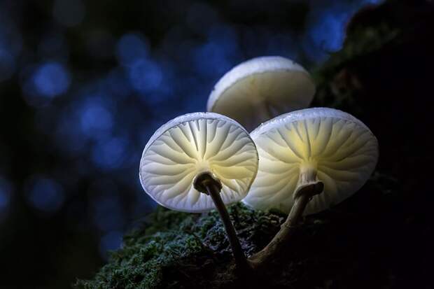 8. Porcelain fungus Удемансиелла слизистая. 8. Porcelain fungus Удемансиелла слизистая. грибы, интересное, фото