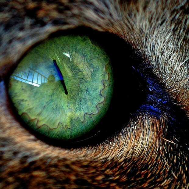 Глаза кошек фото 3