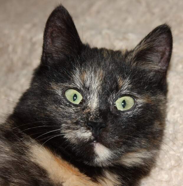 трехцветная кошка с зелеными глазами