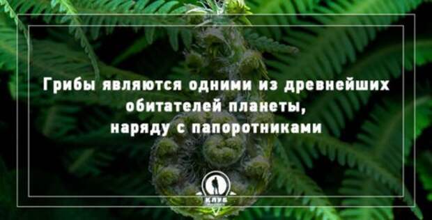 Факты про грибы, которые вы могли не знать (10 фото)