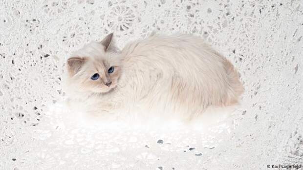 Кошка Карла Лагерфельда по кличке Шуппет
