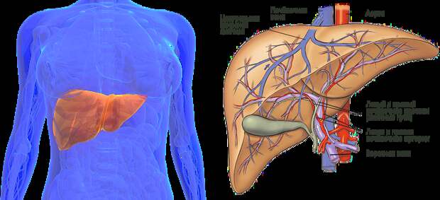 Очищение печени природными средствами.