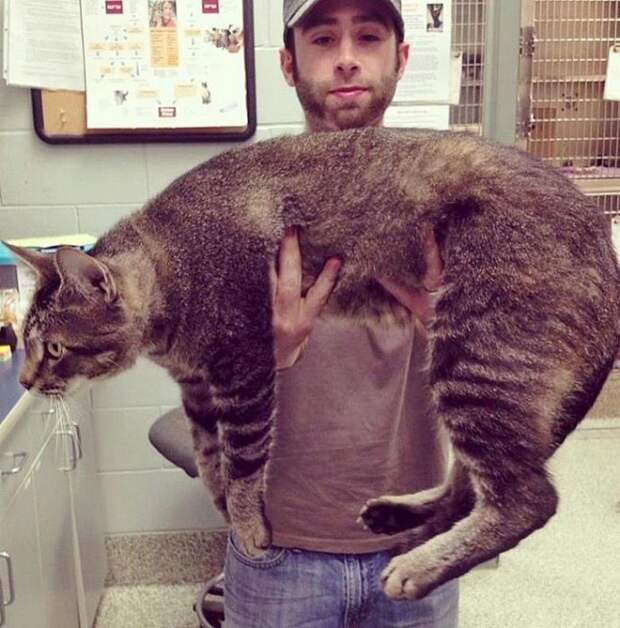 Большие коты