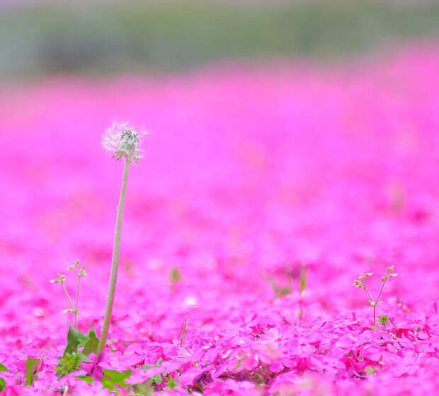 Холм Shibazakura цветение флоксов 8 (700x632, 110Kb)