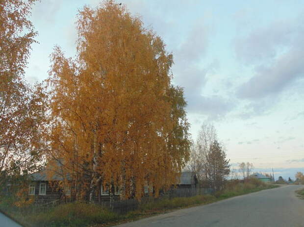 берёзка берёзка