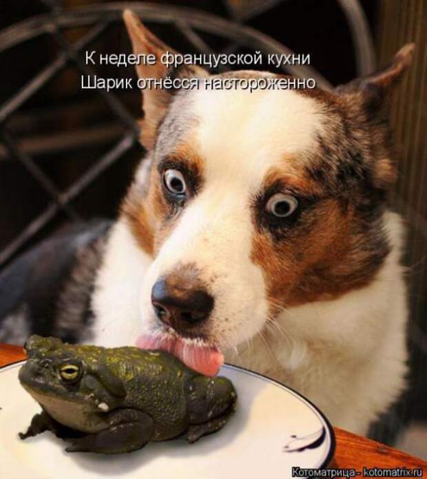 Котоматрицы (картинки с надписями)