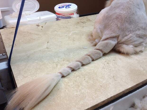 котики остриженные 