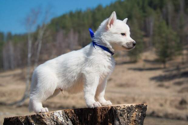 Милота зашкаливает  милота, мужик