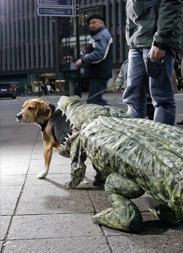 смешные костюмы для собак, костюмы для собак на Хэллоуин, костюмы для животных смешные