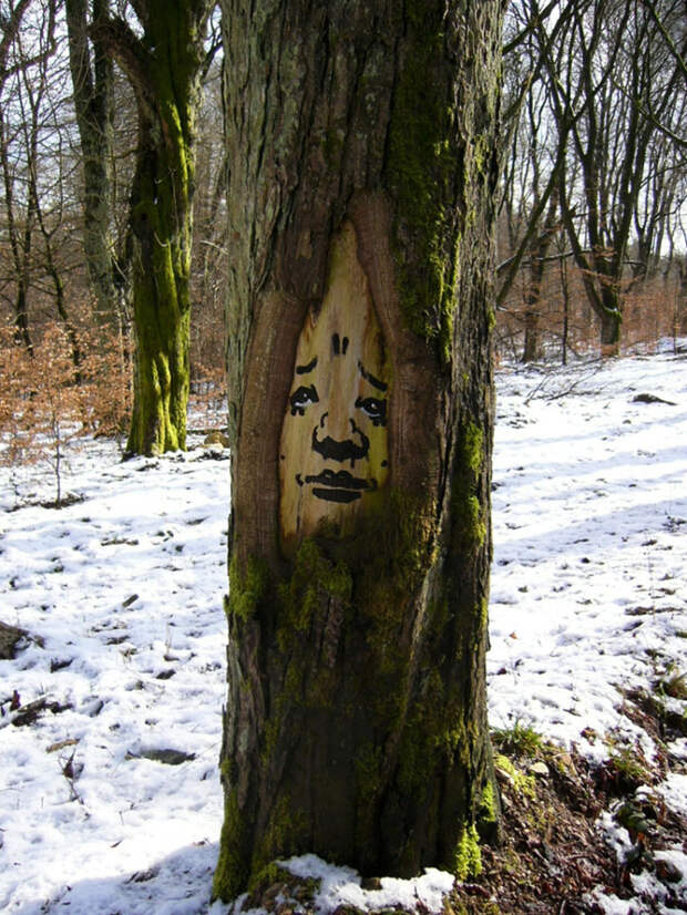 TreeProject02 Забавные лица в лесу