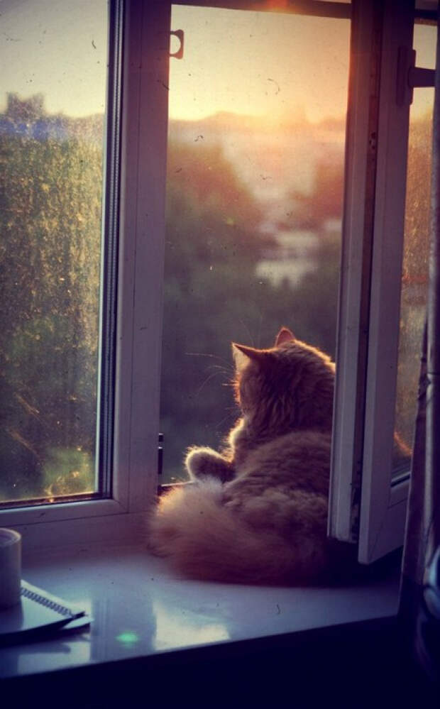 коты релаксация (5)