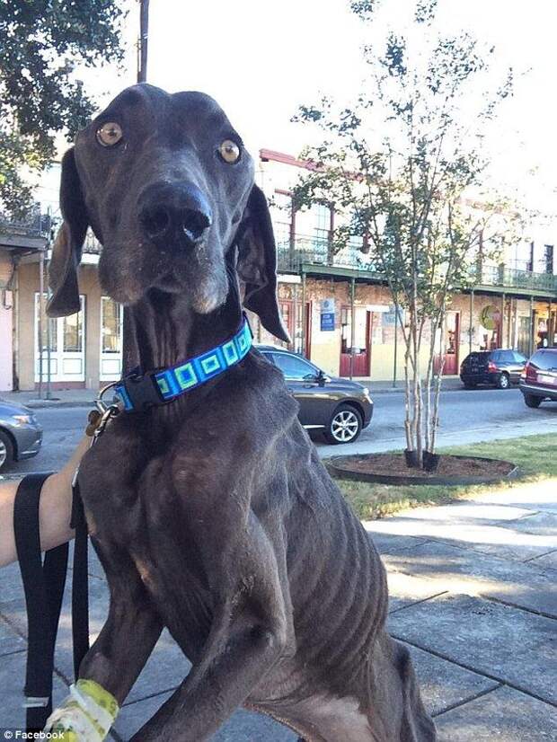 истощённая собака, собака Алекс, dog Alex
