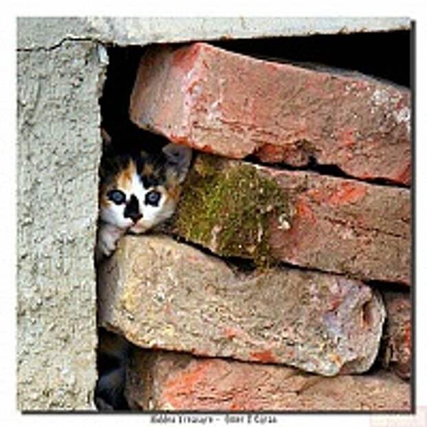 Кошки и Котята 123