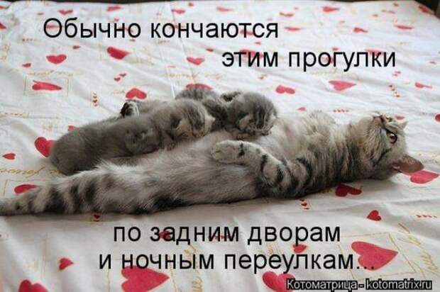 котоматрицы (50 фото) котоматрицы (50 фото)