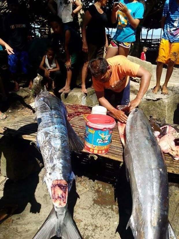 На Филиппинах выловили «татуированную» рыбу и никто не знает, откуда взялись эти рисунки рыба, тату