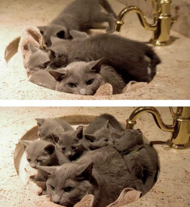 Animales-y-maternidad-7