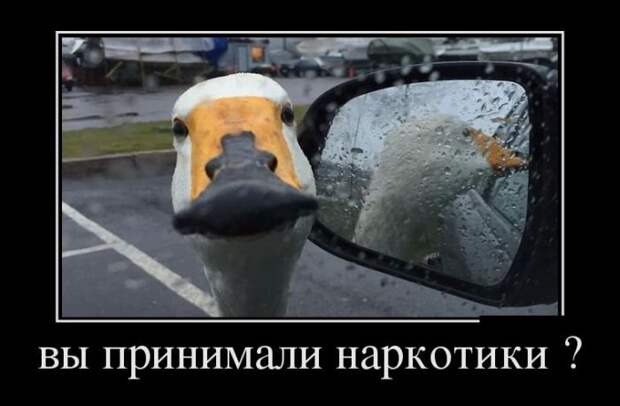 Новый сборник демотиваторов (17 шт)