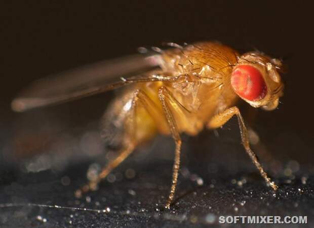 drosophila_melanogaster