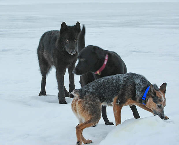 собака и дикий волк играют вместе