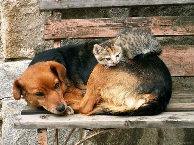 25-Gatos-aprovechandose-de-sus-amigos-peludos-20