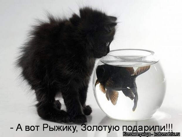 kotomatritsa_B (650x488, 112Kb)