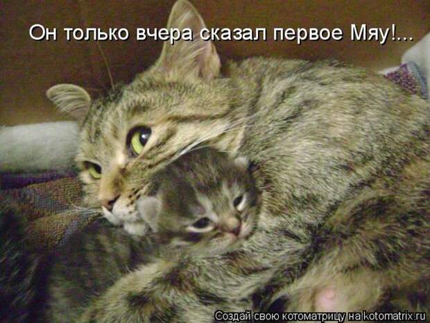 Лучшие котоматрицы недели (50 фото)