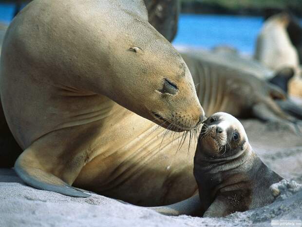 Мать и дитя в мире животных: морская львица с детенышем. Фото