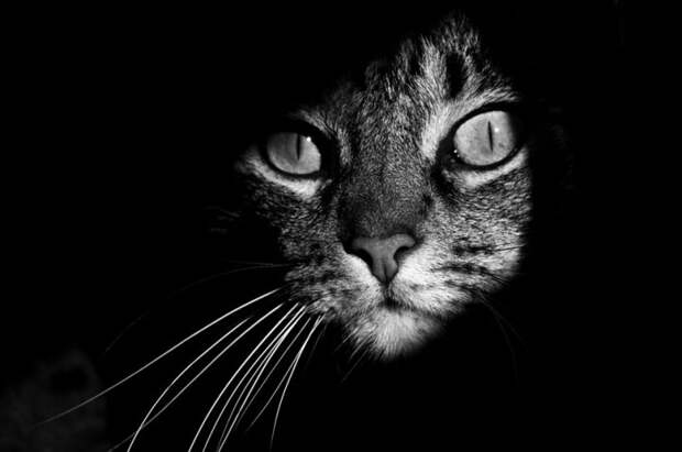 черно белые фотографии кошек