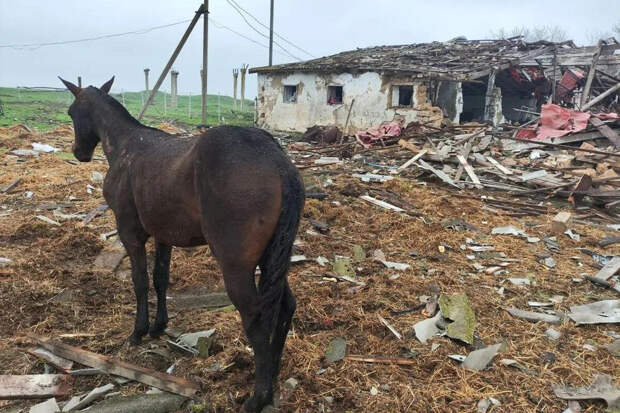 Балицкий: 14 лошадей не спасли после атаки ВСУ на ферму в Акимовском округе